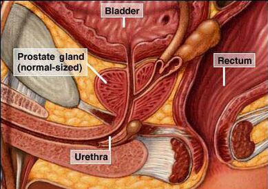 Lage der Prostata im männlichen Körper
